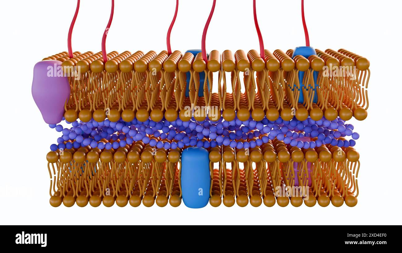 Le rendu 3d des bactéries Gram négatif, ont une paroi cellulaire peptidoglycane mince Banque D'Images