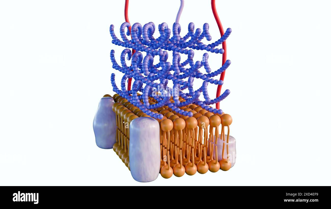 Le rendu 3d des bactéries Gram positif ont une couche épaisse de peptidoglycane et aucune membrane lipidique externe Banque D'Images