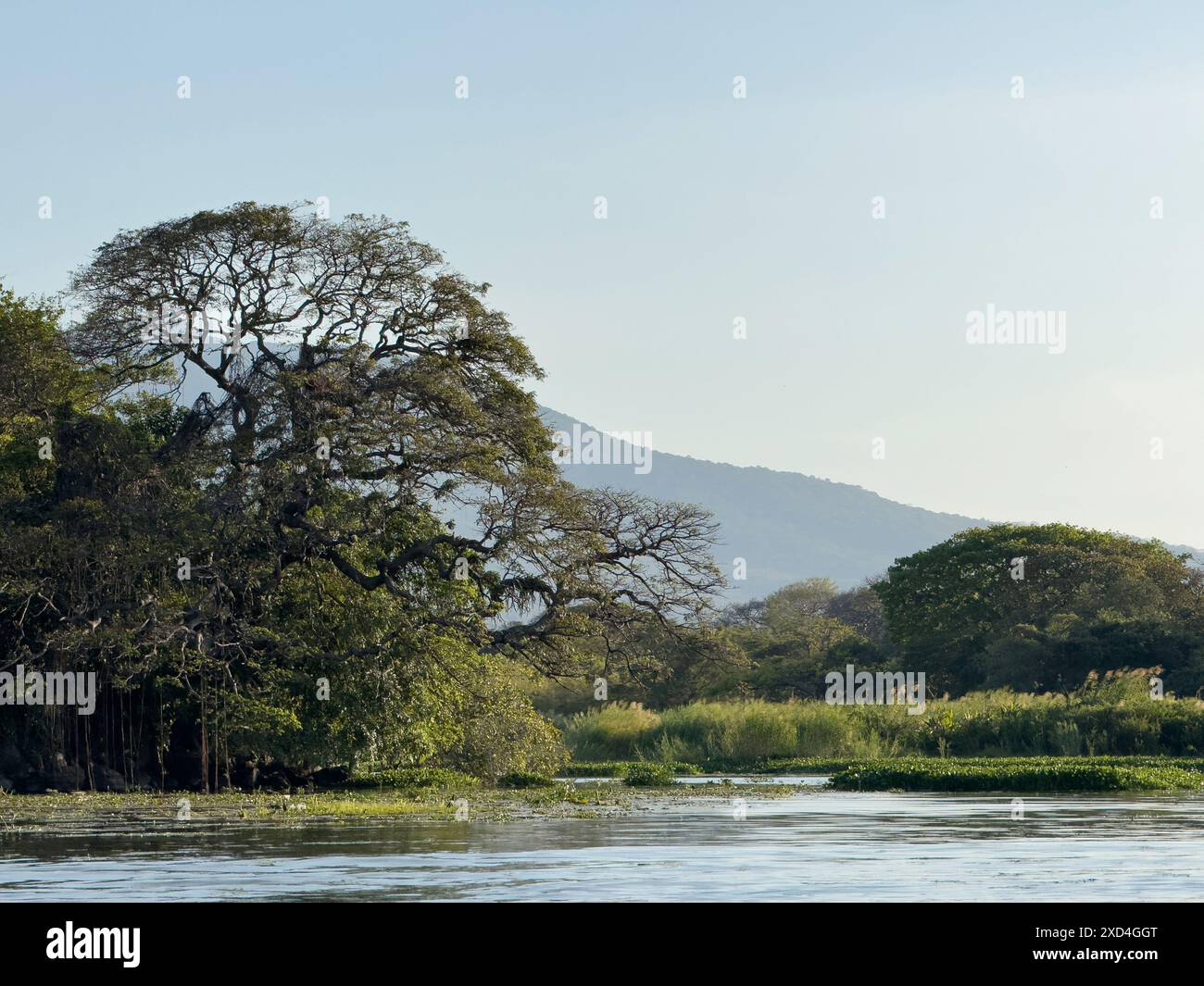 Fond de nature tropicale sur le lac ou l'étang au coucher du soleil Banque D'Images