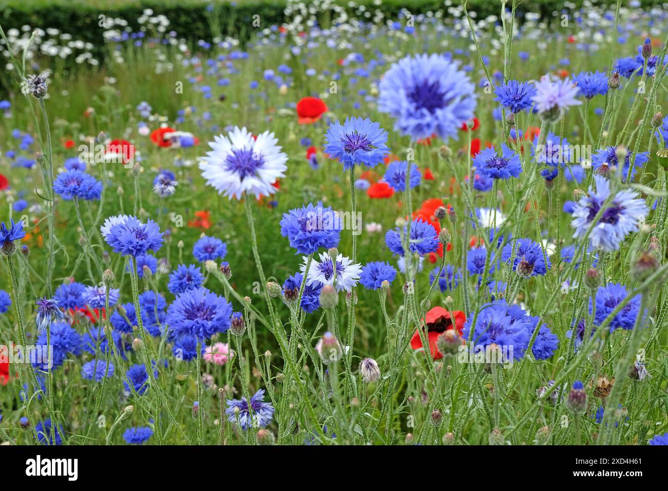 Centaurea cyanus, bleuet bouton Blue Bachelor en fleur. Banque D'Images