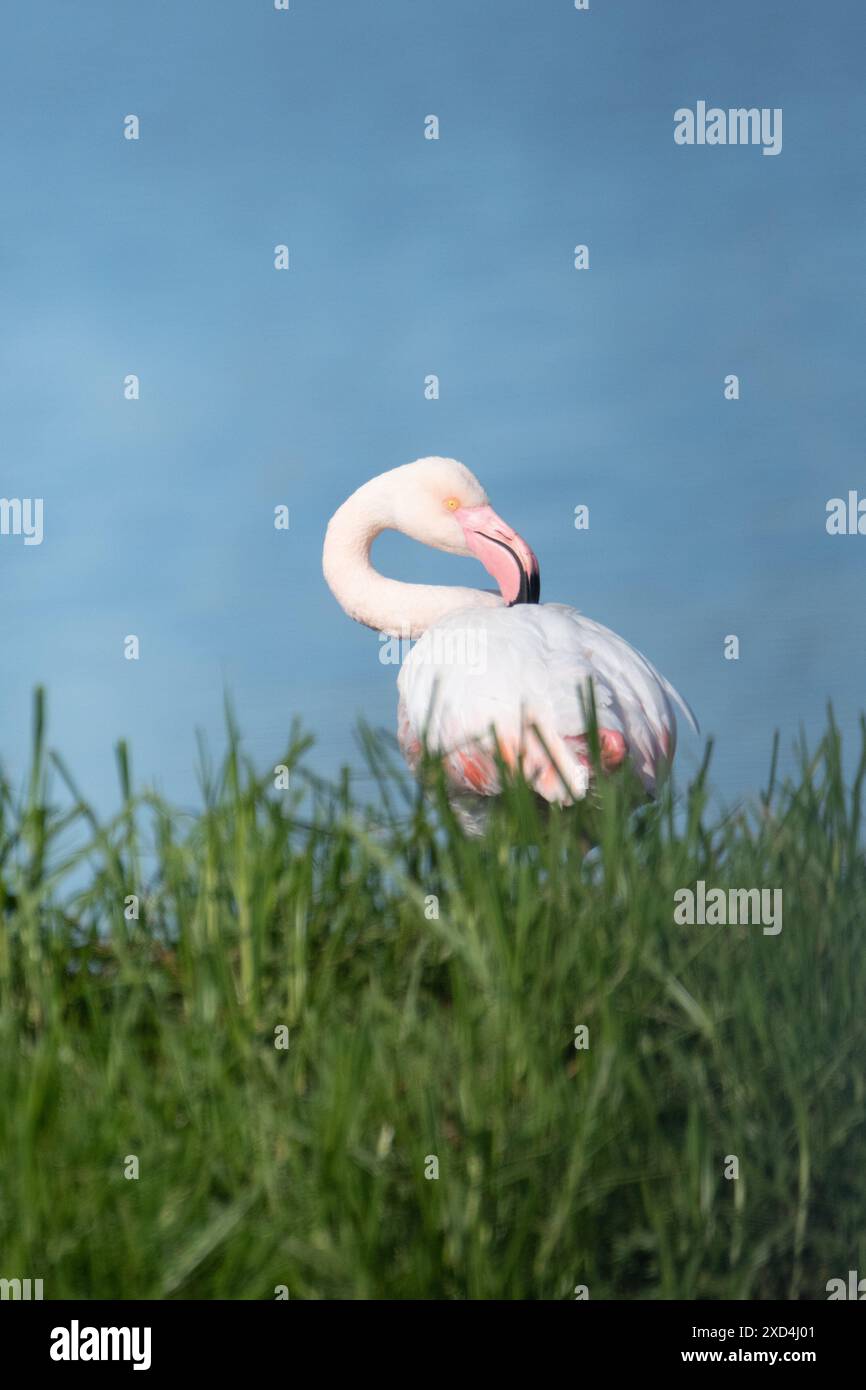 Flamingo sur l'herbe avec de l'eau en arrière-plan Banque D'Images