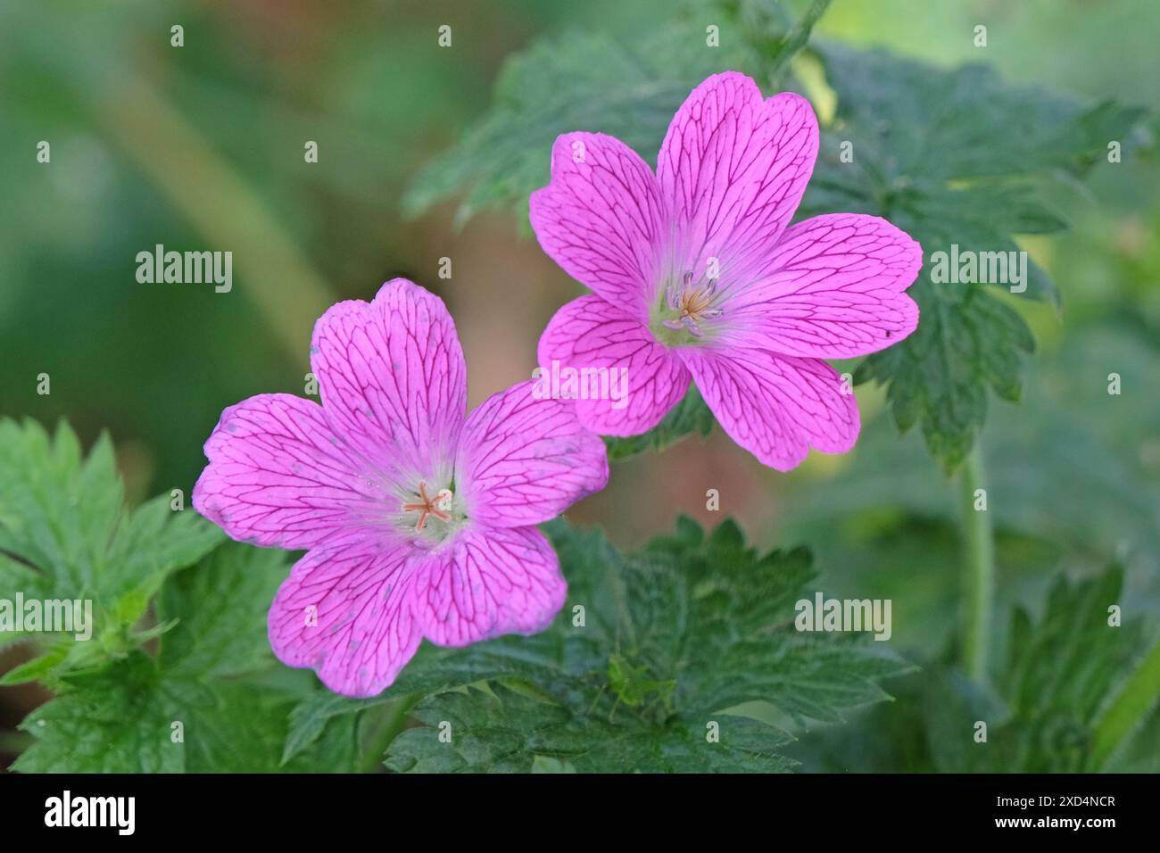 Endressii de Géranium rose, communément appelé Endres cranesbill ou French cranesbill en fleur. Banque D'Images