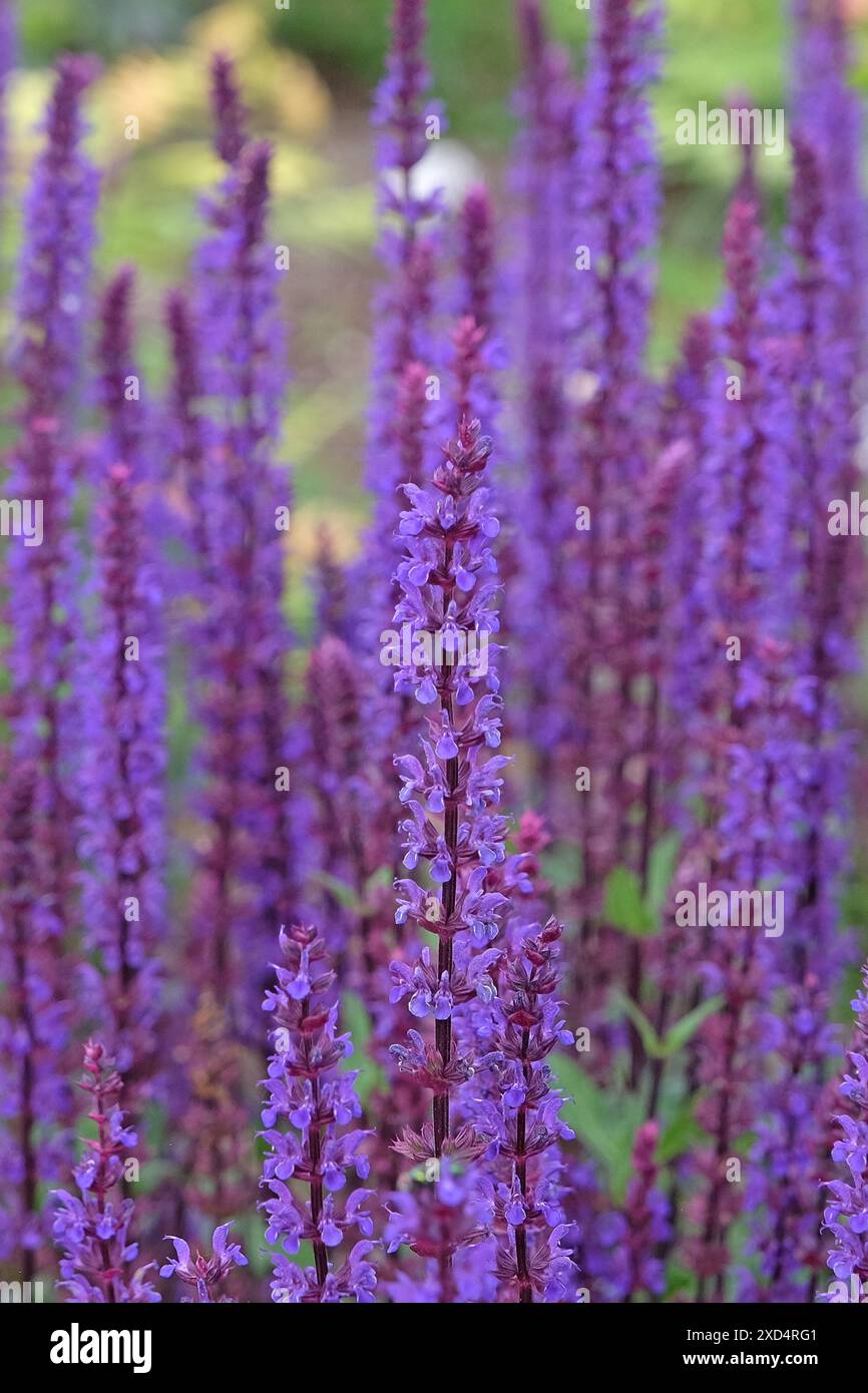 Purple Salvia nemorosa «Caradonna», également connu sous le nom Balkan clary en fleur. Banque D'Images