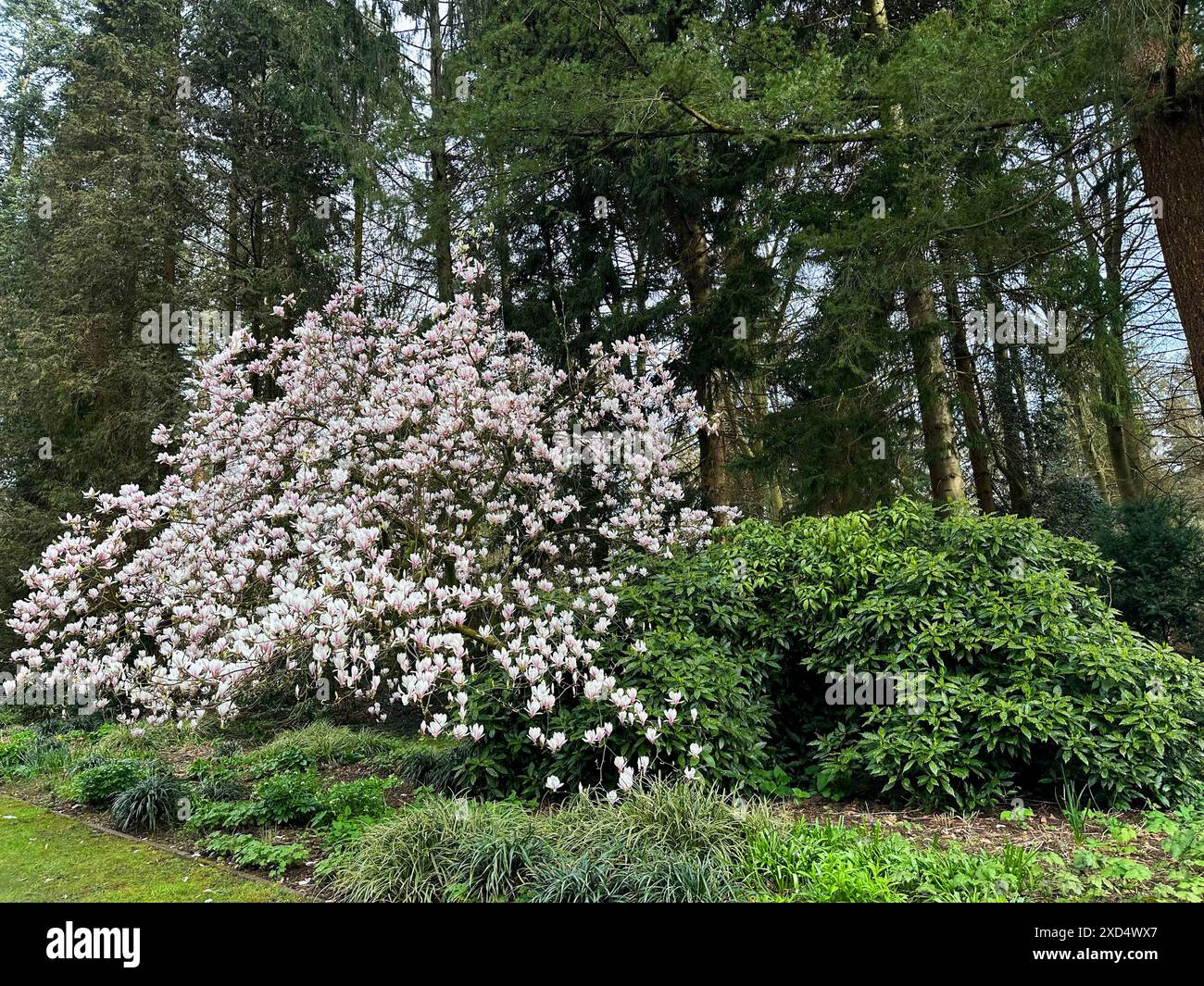 Magnifique arbuste magnolia avec des fleurs blanches poussant à l'extérieur Banque D'Images