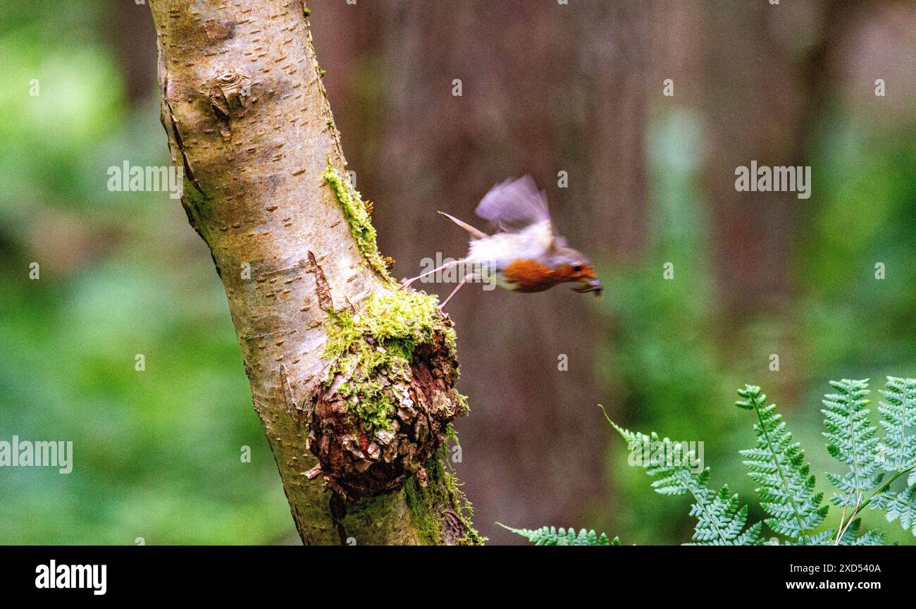 Dundee, Tayside, Écosse, Royaume-Uni. 20 juin 2024. Météo Royaume-Uni : Templeton Woods à Dundee a un beau temps de juin avec le soleil qui coule à travers les arbres. Robin RedBreast se perche sur un arbre au fond des bois et pose pour une photographie. Crédit : Dundee Photographics/Alamy Live News Banque D'Images