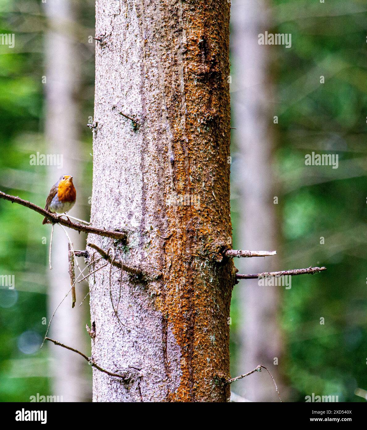 Dundee, Tayside, Écosse, Royaume-Uni. 20 juin 2024. Météo Royaume-Uni : Templeton Woods à Dundee a un beau temps de juin avec le soleil qui coule à travers les arbres. Robin RedBreast se perche sur un arbre au fond des bois et pose pour une photographie. Crédit : Dundee Photographics/Alamy Live News Banque D'Images