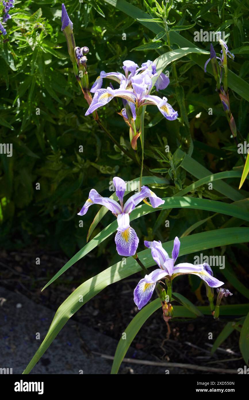 Iris drapeau bleu nord (Iris versicolor) Banque D'Images