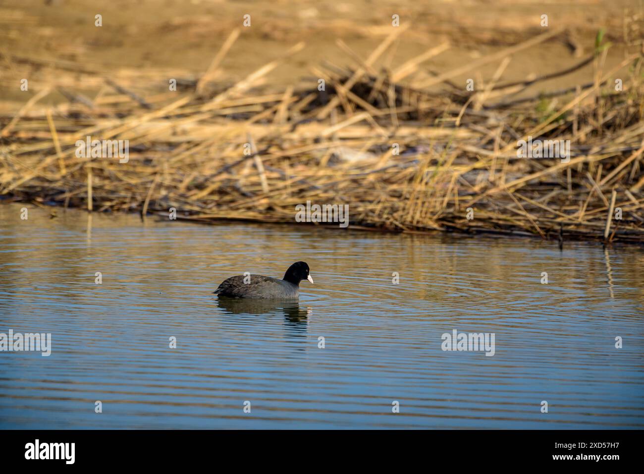 Coot eurasien (Fulica atra) dans le Gola de Migjorn, dans le delta de l'Èbre (Montsià, Tarragone, Catalogne, Espagne) ESP : Focha Común (Fulica atra) al Delta Banque D'Images