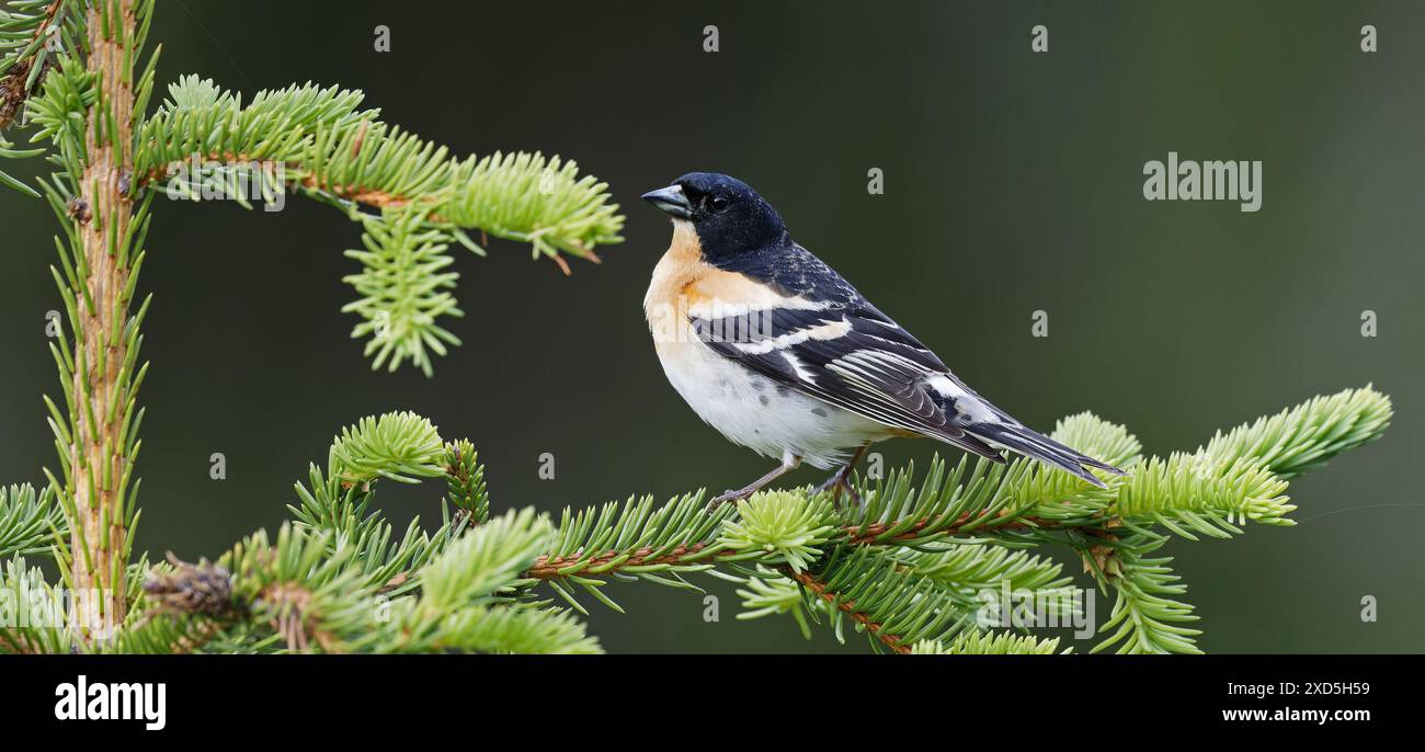 Brambling mâle dans le pin Banque D'Images