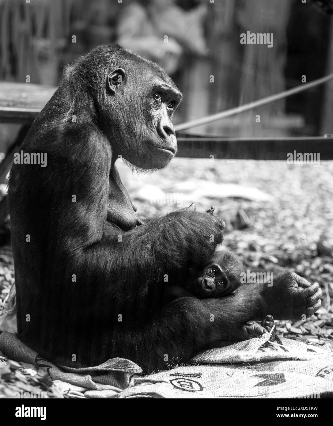 Amour d'une mère et bébé Western Lowland Gorilla - il y a un reflet de verre. Banque D'Images