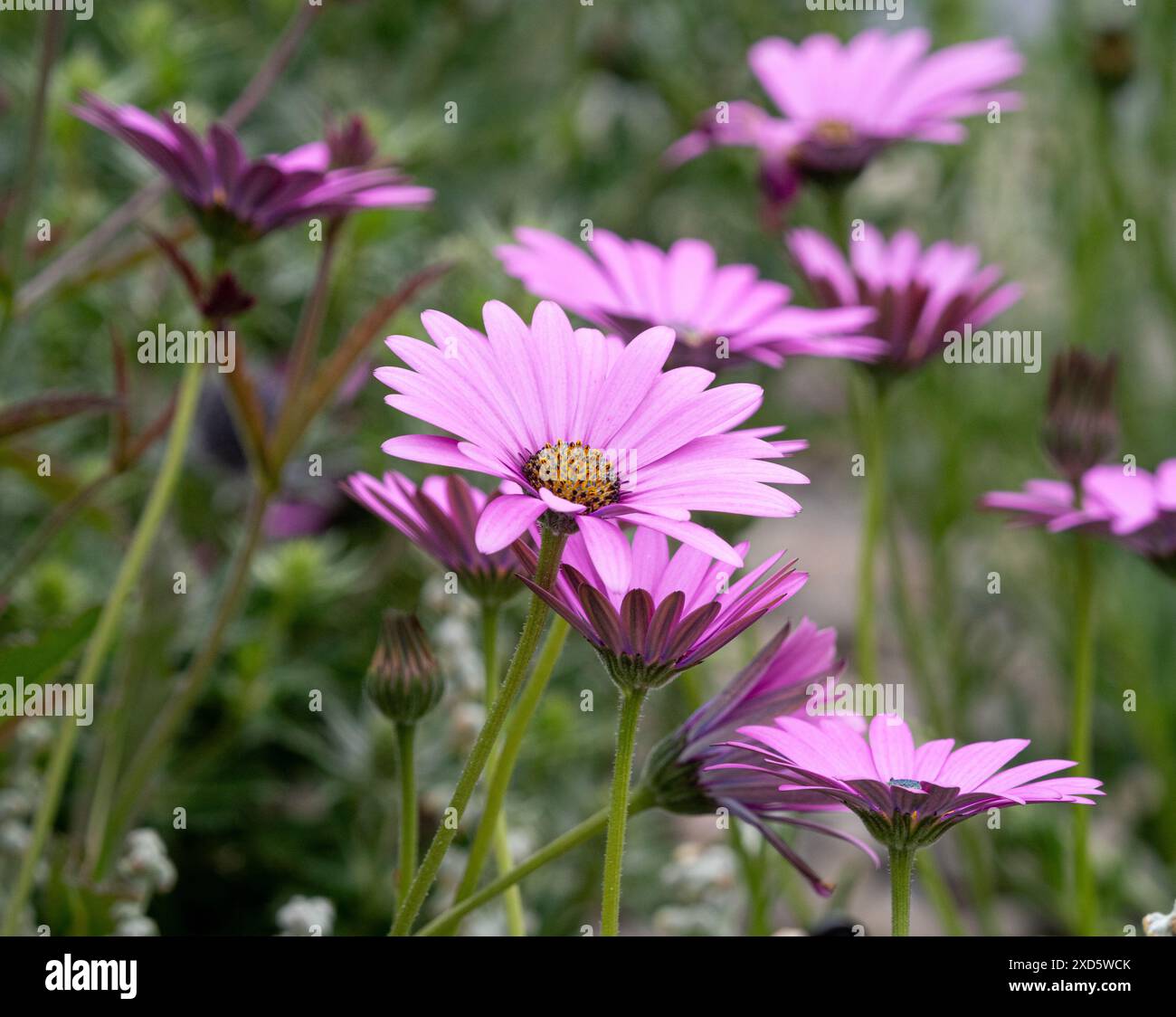 Fleurs rose-violet d'Osteospermum jucundum 'Compactum' poussant dans un jardin britannique. Banque D'Images