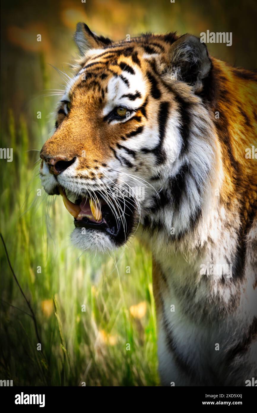 Coup de tête d'un tigre de l'Amour en voie de disparition. Photo prise au zoo de Dartmoor, Royaume-Uni. Banque D'Images