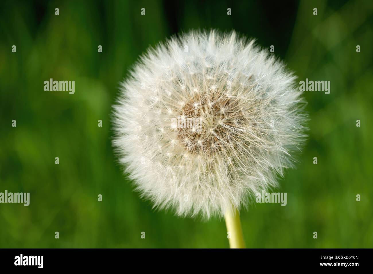 Tête de graines de pissenlit (pissenlit commun - Taraxacum officinale) en gros plan Banque D'Images