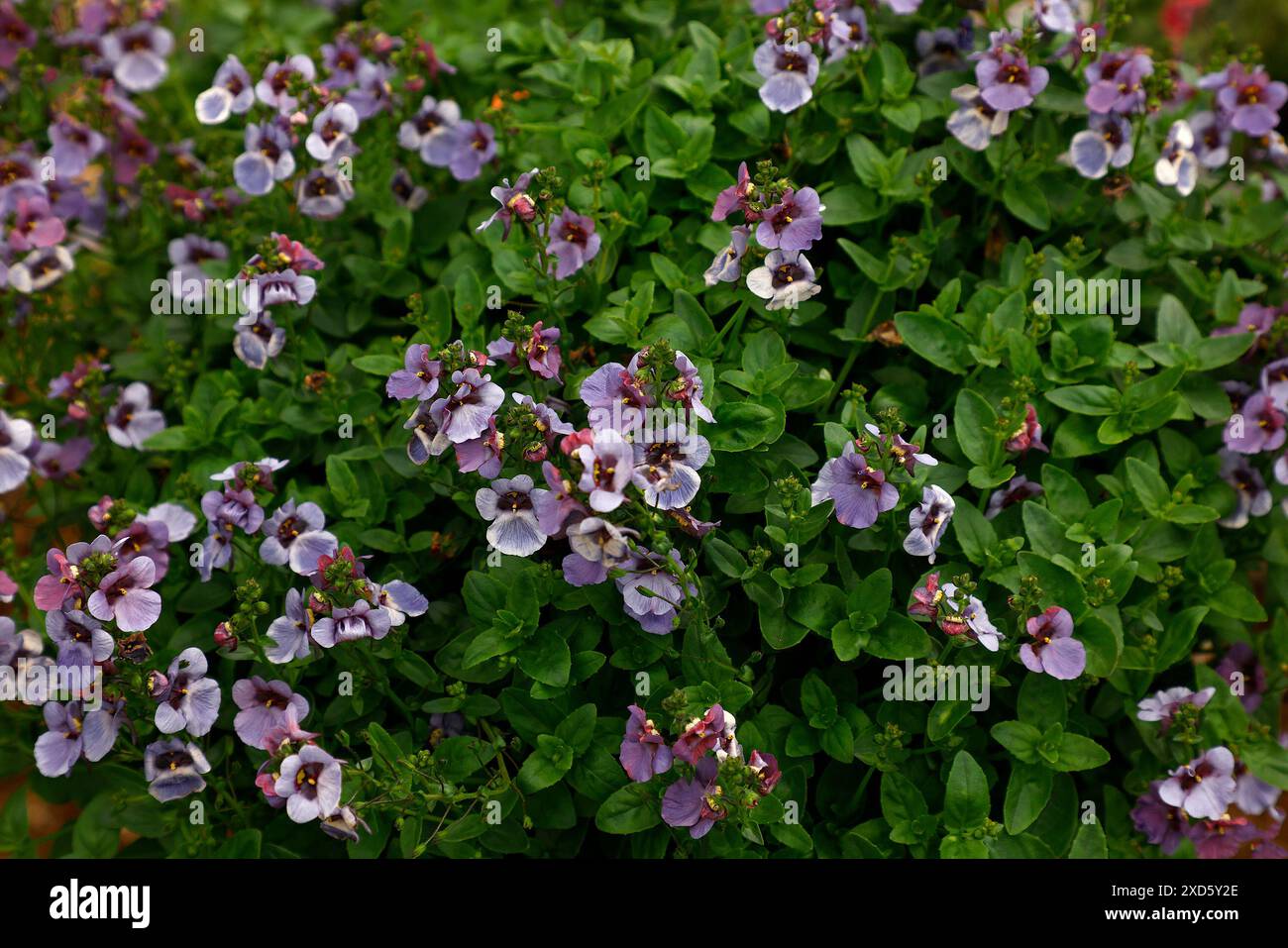 Gros plan sur les fleurs violet-bleu foncé de la longue floraison d'été basse croissance plante de literie de jardin diascia denim bleu. Banque D'Images