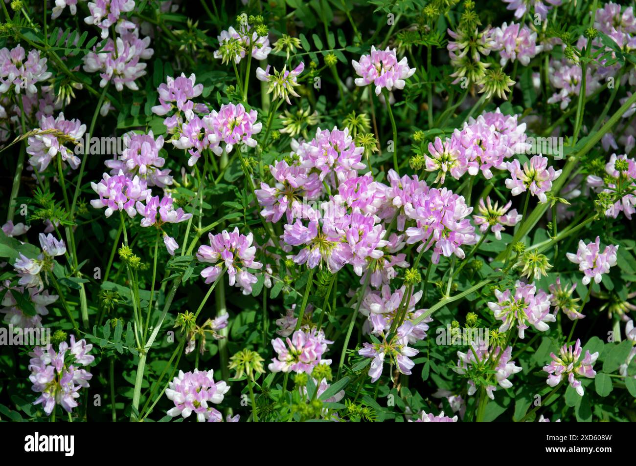 Lit de trèfle fleuri dans un champ vert d'herbe. Banque D'Images
