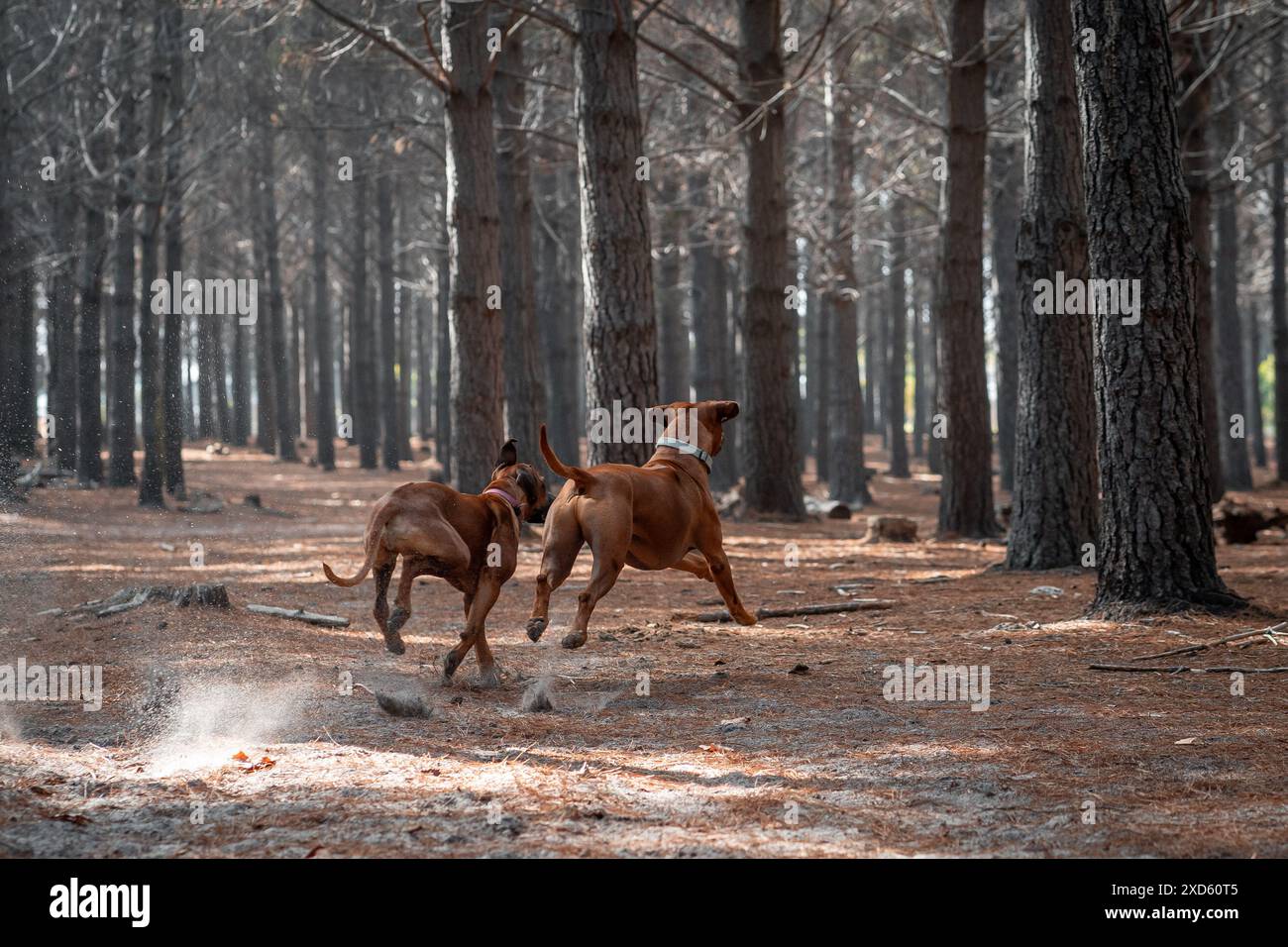 Deux chiens chassant une balle dans les bois avec des arbres en arrière-plan. Banque D'Images