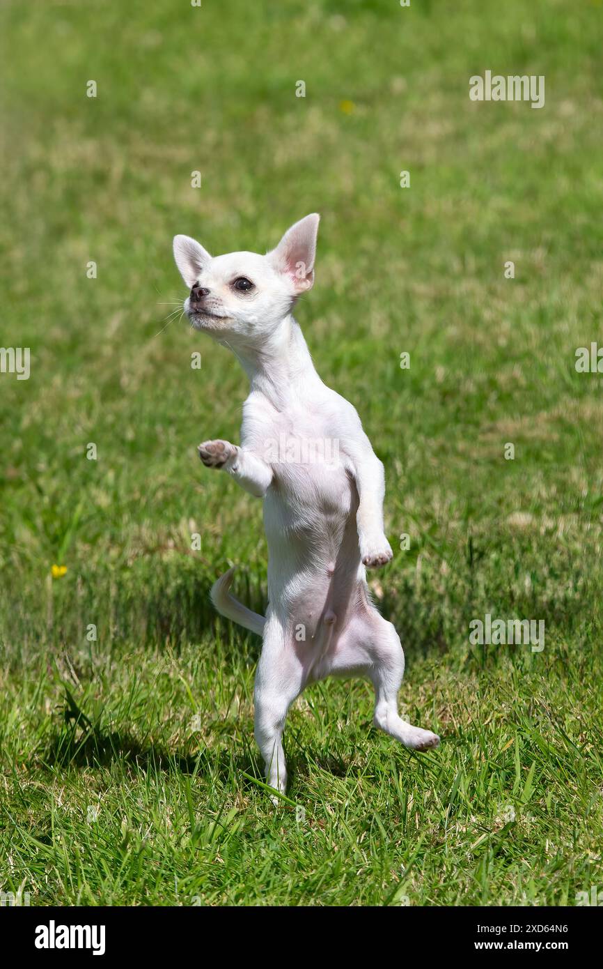 Mignon petit chien Chihuahua dansant sur ses pattes arrière. Banque D'Images