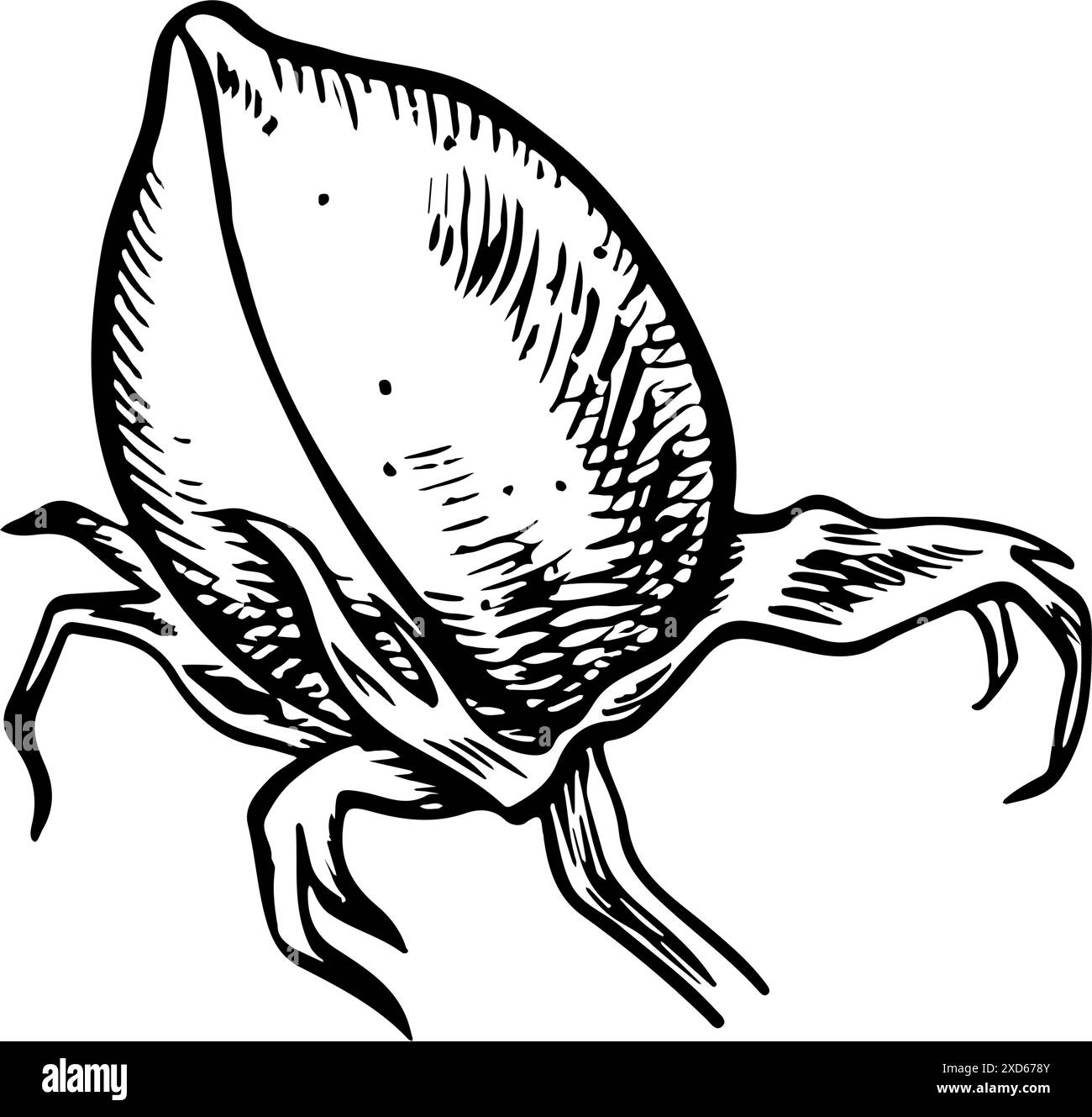 Le coton est biologique. Coton non mûr, non ouvert. Noir et blanc, graphique, illustration vectorielle sous la forme d'une boîte de coton, soulignant la featu botanique Illustration de Vecteur