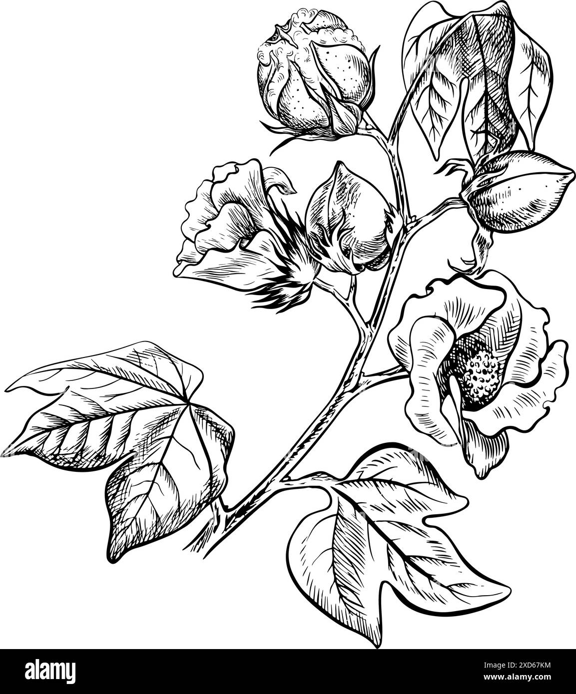 Le coton est biologique. Une branche de coton non mûr avec des fleurs, soulignant les caractéristiques botaniques. Noir et blanc, détaillé, graphique, illustration vectorielle Illustration de Vecteur