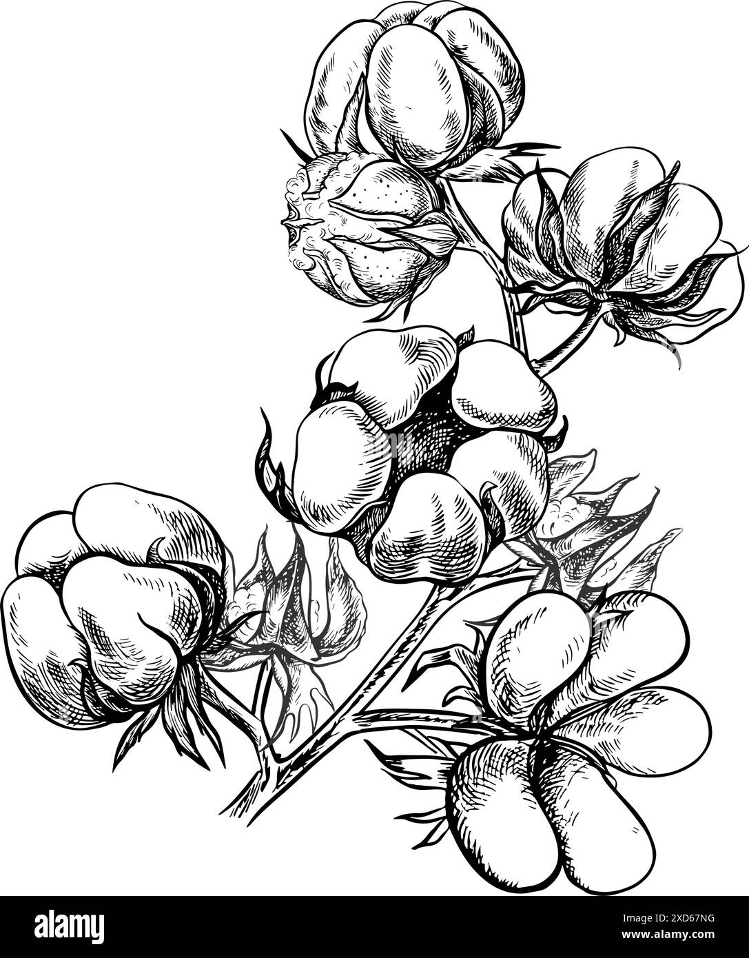 Le coton est biologique. Une branche de coton mûr, soulignant les caractéristiques botaniques. Noir et blanc, détaillé, graphique, illustration vectorielle. Isoler, Illustration de Vecteur