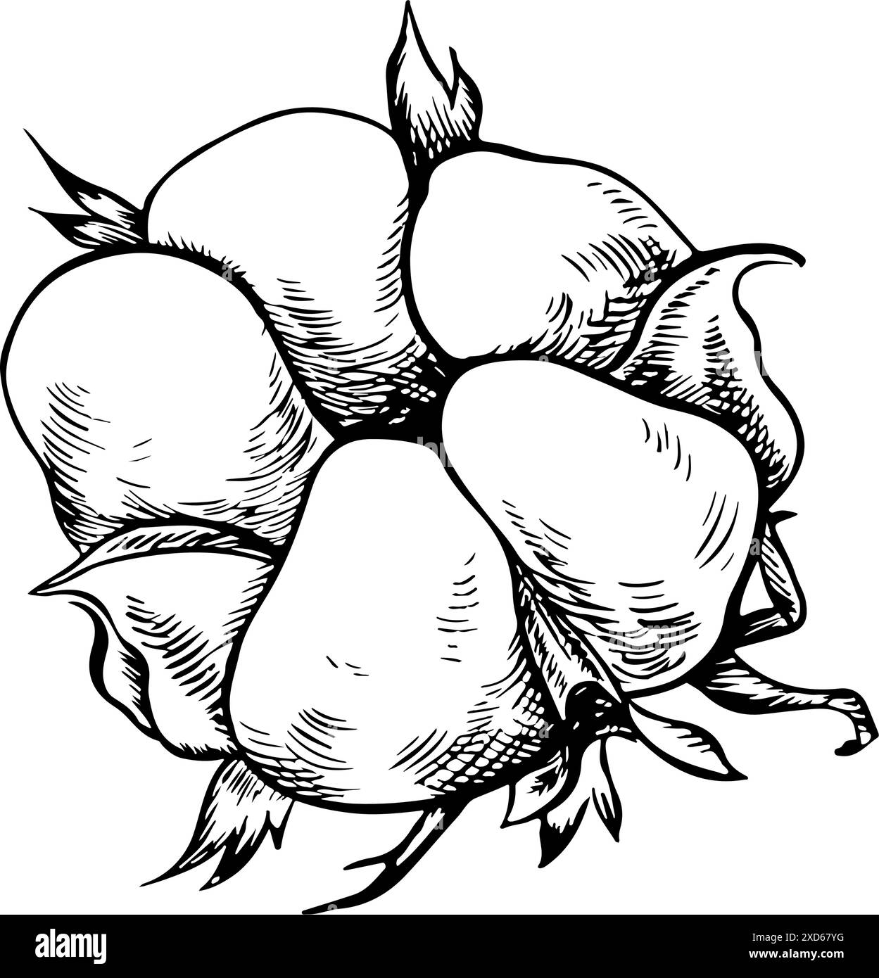 Le coton est biologique. Noir et blanc, illustration vectorielle graphique détaillée sous la forme d'une boîte de coton, soulignant les caractéristiques botaniques. Mûr moelleux Illustration de Vecteur