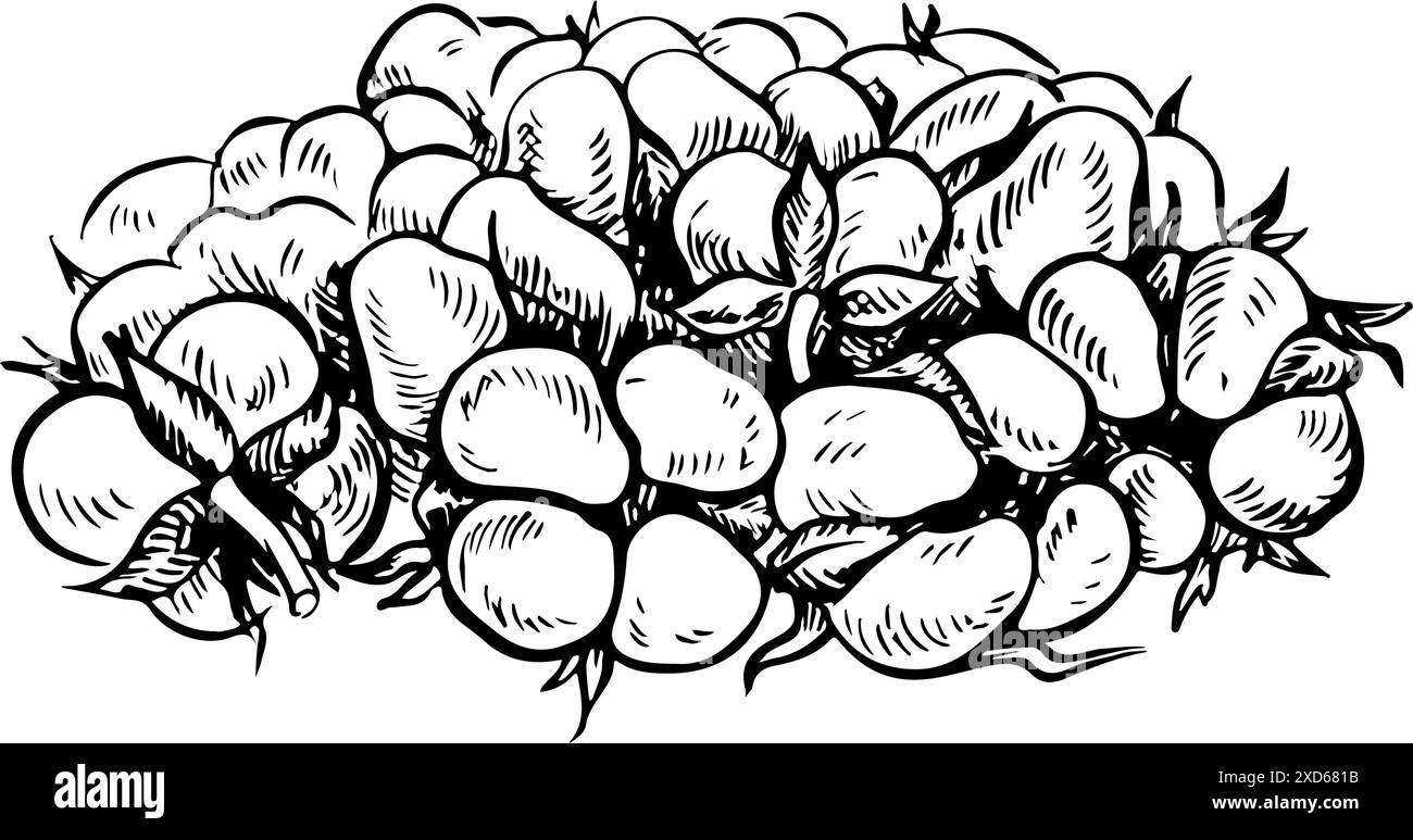 Le coton est biologique. Noir et blanc, détaillé, graphique, illustration vectorielle sous la forme d'un bouquet de boîtes de coton. Une poignée de coton mûr et moelleux Illustration de Vecteur