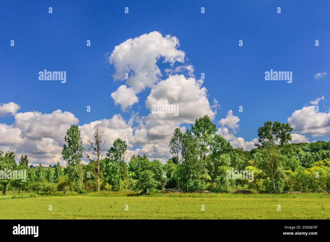 Feuillus mixtes en bordure de terres agricoles - Preuilly-sur-Claise, Indre-et-Loire (37), France. Banque D'Images