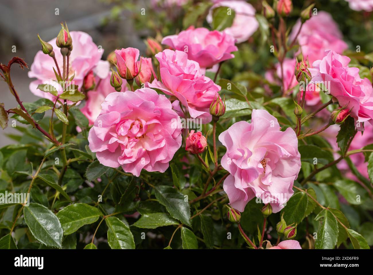 Gros plan sur Rosa Happy Retirement. Une belle rose fleurissant en juin dans un jardin anglais, Angleterre, Royaume-Uni Banque D'Images