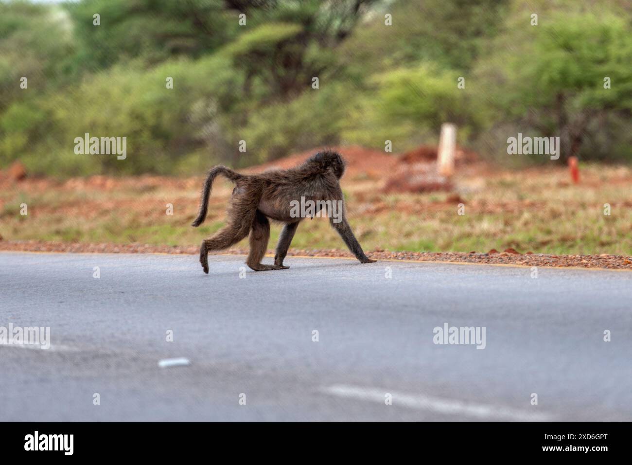 babouin traversant le danger d'accident routier, pour le trafic automobile entrant Banque D'Images babouin traversant le danger d'accident routier, pour le trafic automobile entrant Banque D'Images