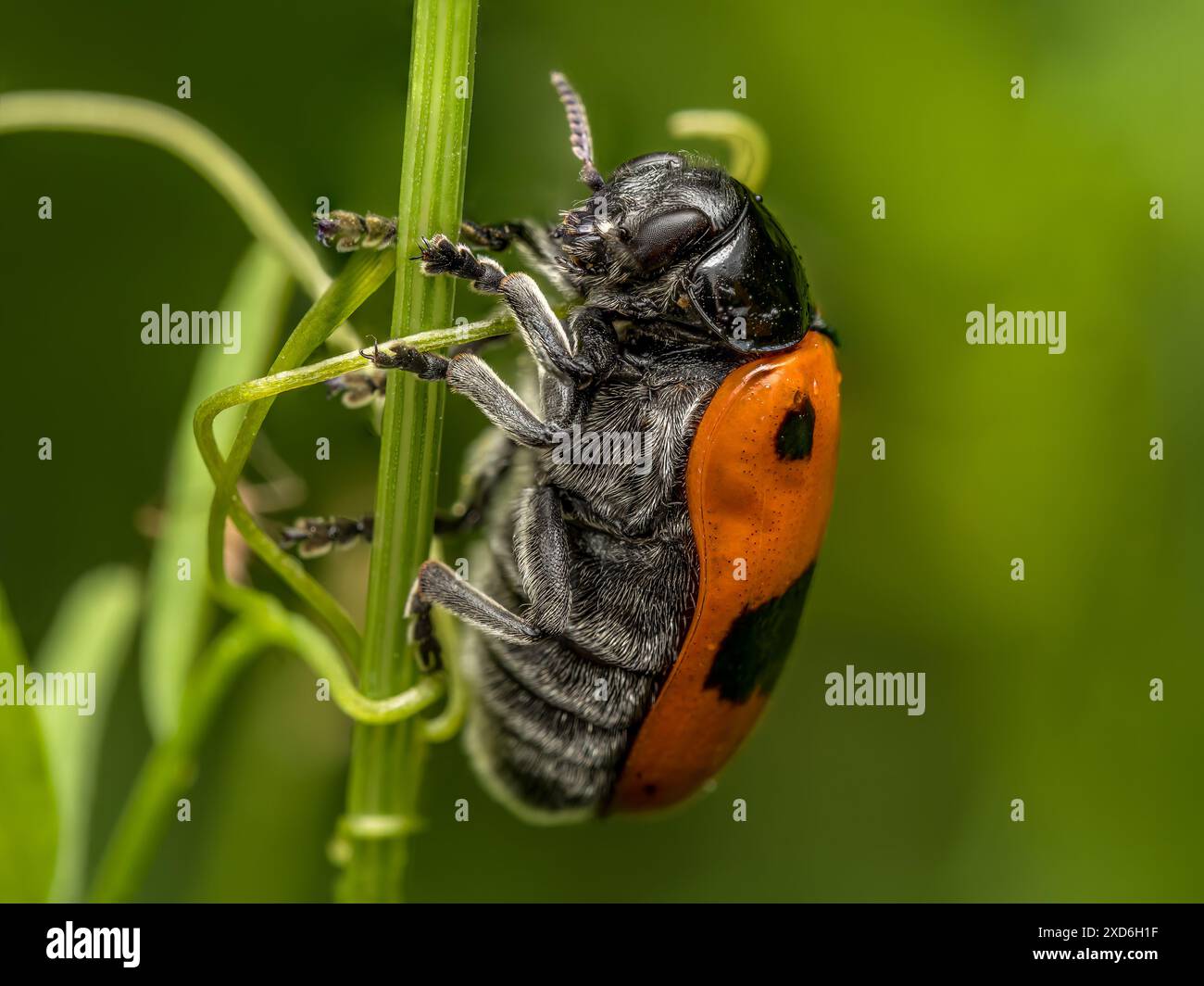 Photo macro d'un coléoptère à fourmis assis sur un pic d'herbe Banque D'Images