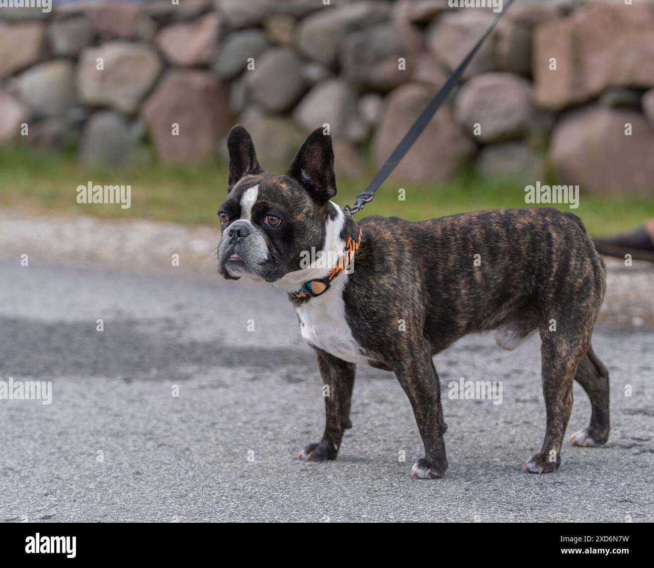 Portrait d'un jeune bouledogue de race pure marchant un jour d'été. Brindle French Bulldog en plein air. Banque D'Images