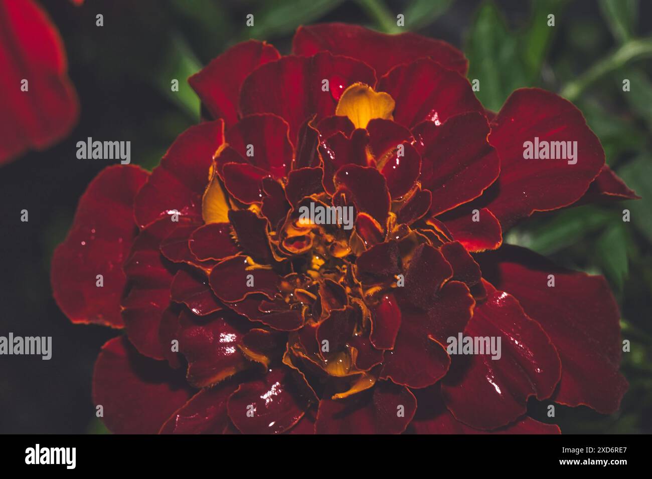 Gros plan d'une fleur de souci rouge éclatante avec des feuilles vert foncé en arrière-plan. Banque D'Images