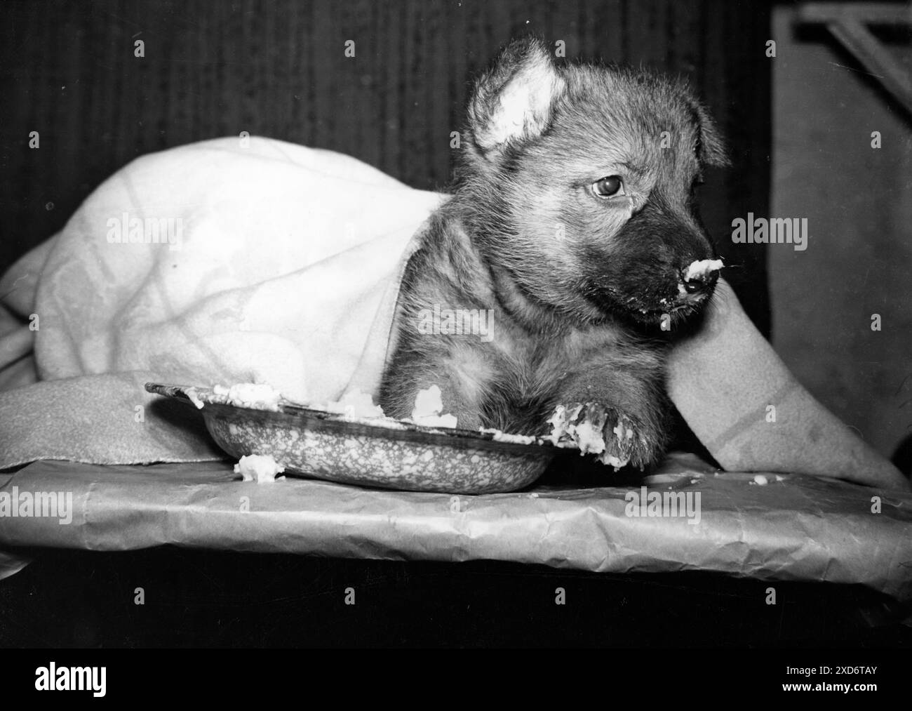 11 septembre 1956 : Paris, France (lieu exact inconnu) : C'est un petit chien alsacien et il n'a que quatre semaines. Mais la crème qu'il trouve très bonne;. Je suis vraiment un Shepard allemand parce que je suis un pedigree. (Image de crédit : © Keystone Press Agency/ZUMA Press Wire). UTILISATION ÉDITORIALE UNIQUEMENT ! Non destiné à UN USAGE commercial ! Banque D'Images