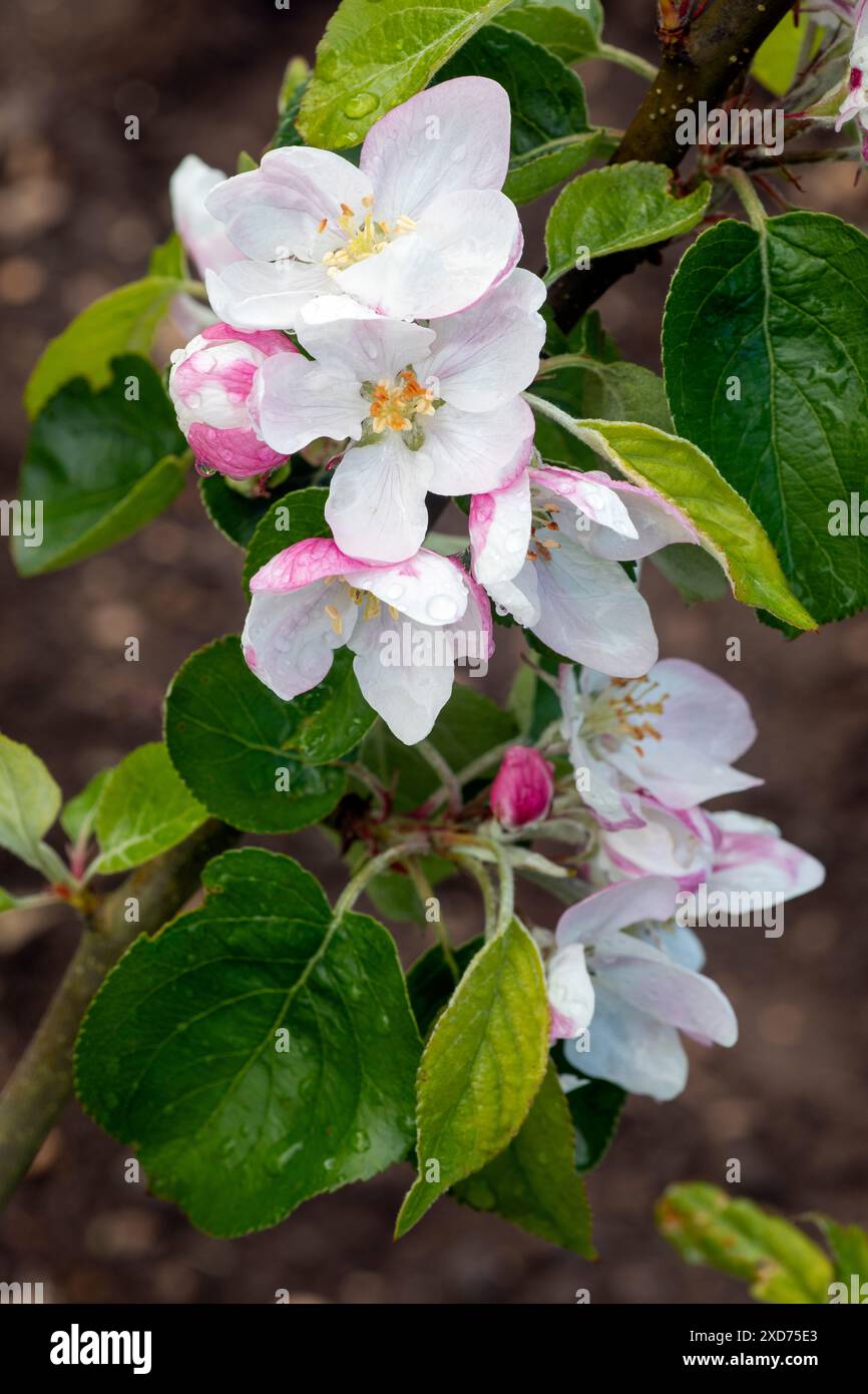 WA24830-00....WASHINGTON - fleur de pomme croquante cosmique (Malus domestica) dans un jardin domestique Edmonds. Banque D'Images