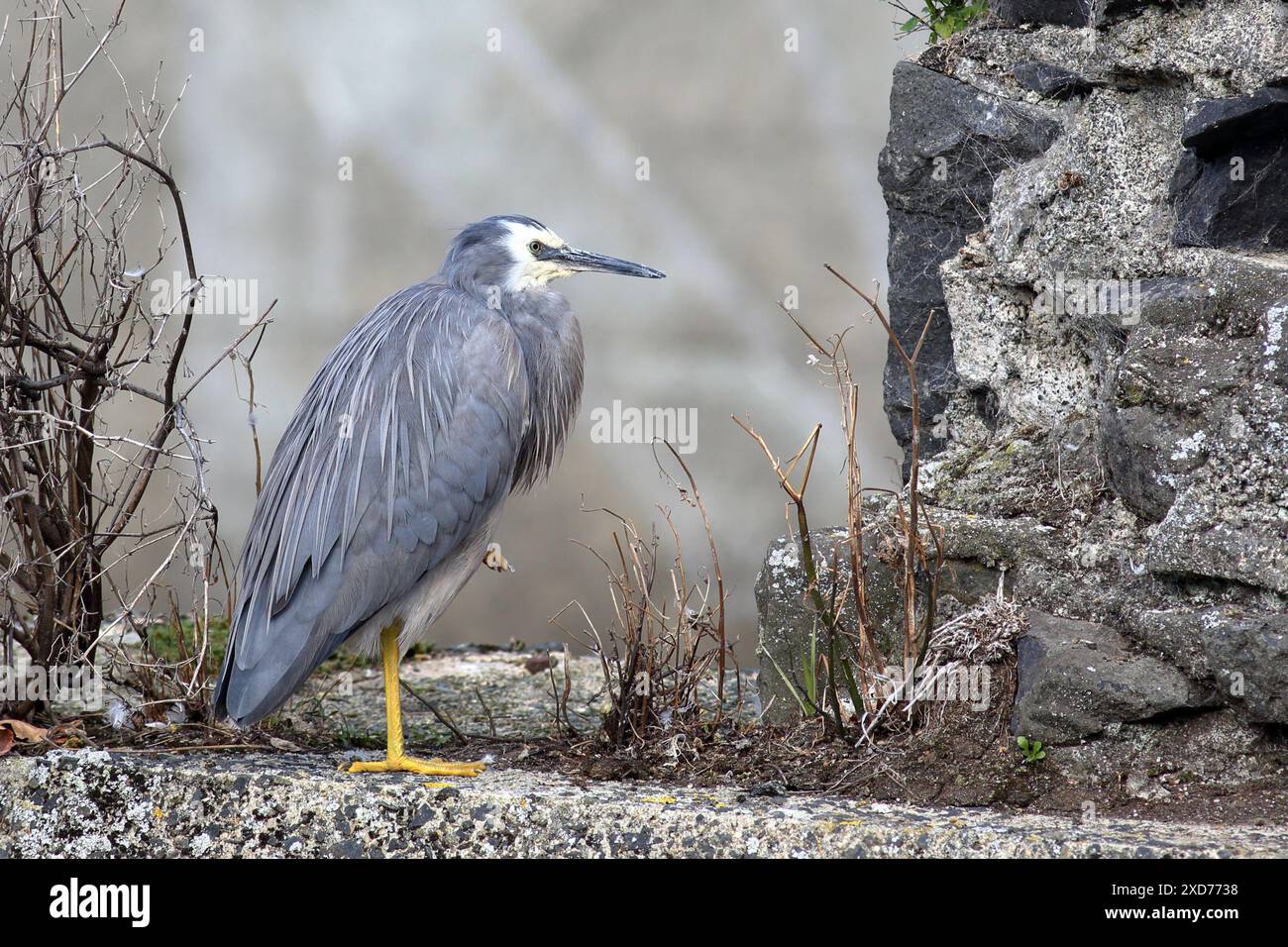 Gros plan du héron à face blanche (Egretta novaehollandiae), debout avec une jambe, Dunedin, Nouvelle-Zélande. Aussi connu sous le nom de White-Front Heron, originaire de NZ Banque D'Images