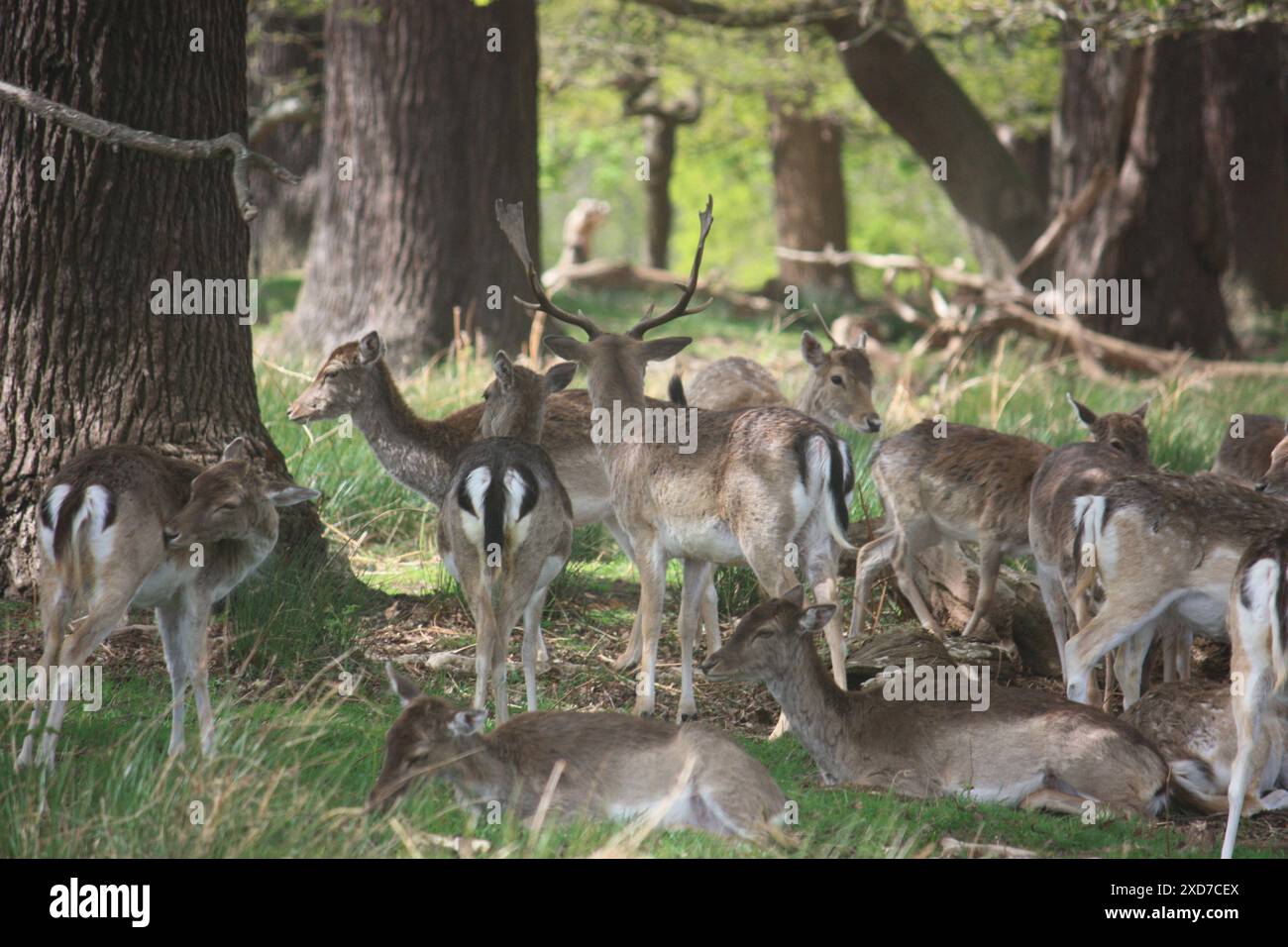 Richmond Park Banque D'Images