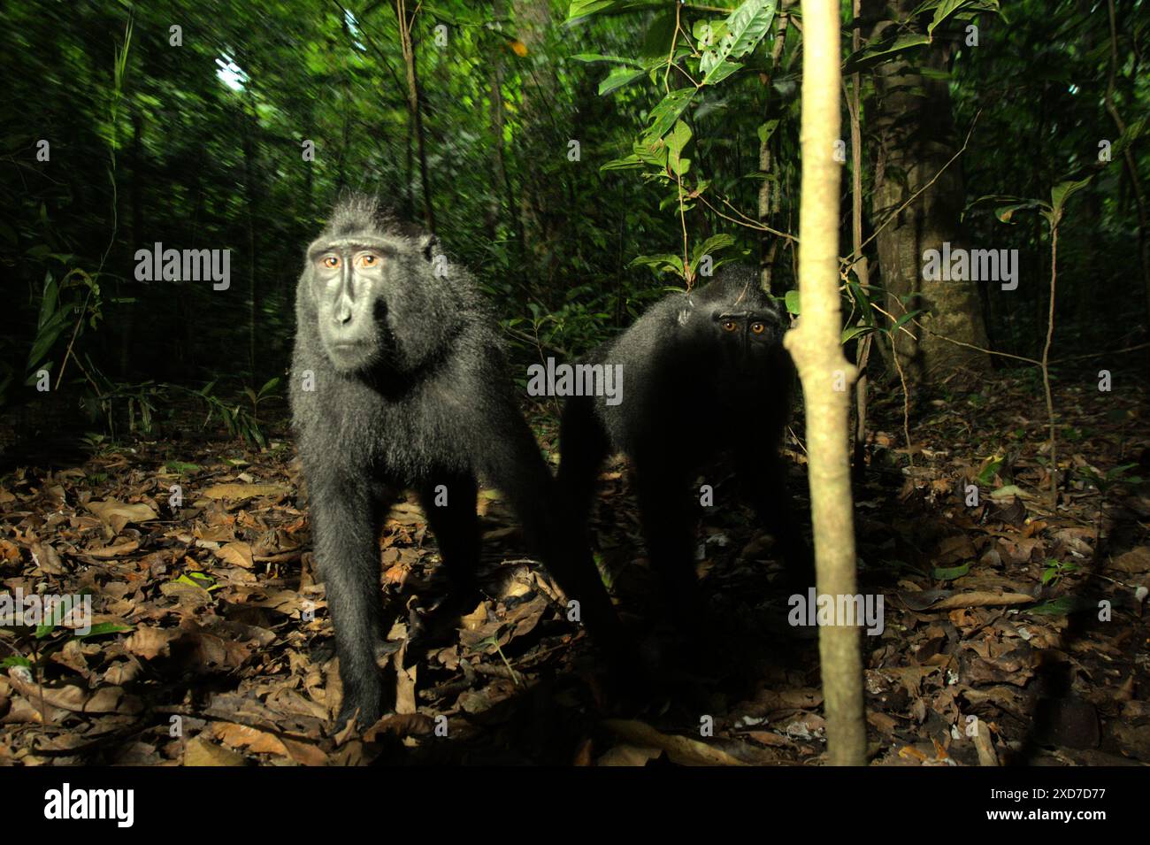 Deux individus du macaque à crête noire Sulawesi (Macaca nigra) regardent curieusement la caméra alors qu'ils sont photographiés dans la réserve naturelle de Tangkoko, en Indonésie. Banque D'Images