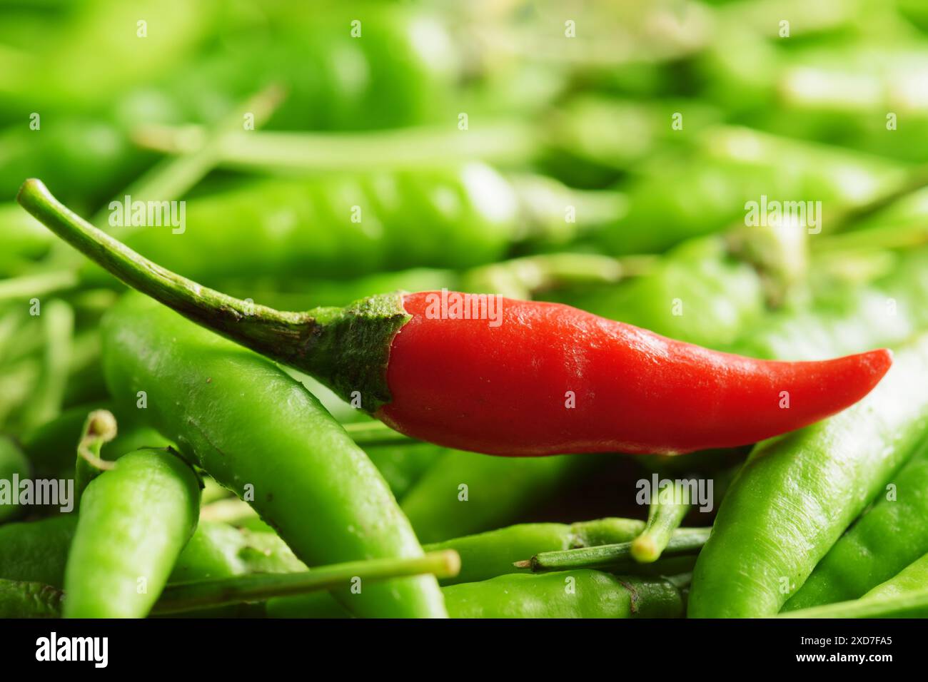 Un piment rouge parmi beaucoup de poivrons verts. Concept de plats épicés. Banque D'Images