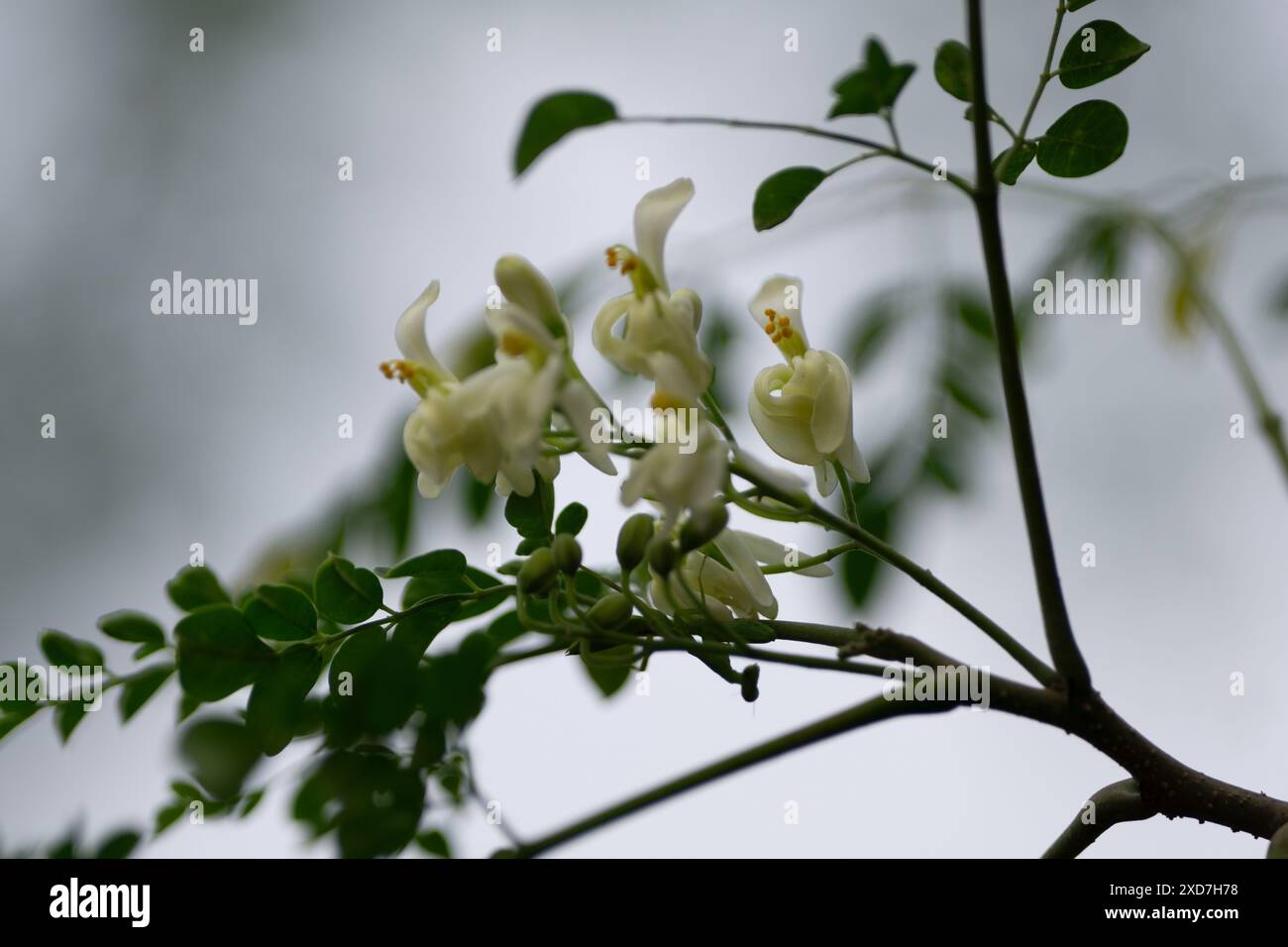 Fleurs blanches de Moringa florissantes sur branche dans la lumière naturelle dans un jardin Banque D'Images