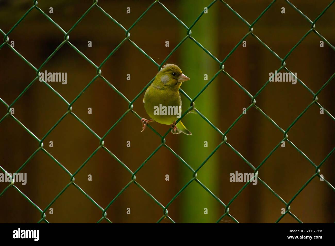 Le greenfinch européen (Chloris chloris) ou greenfinch commun est un oiseau chanteur de l'ordre des Passeriformes et de la famille des Fringillidae Banque D'Images