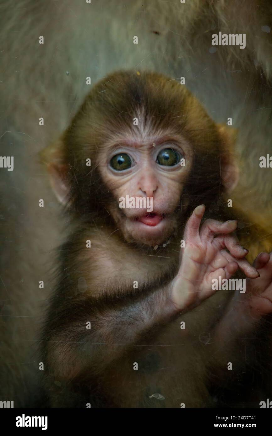 Libre d'un bébé macaque japonais (Macaca fuscata) Banque D'Images