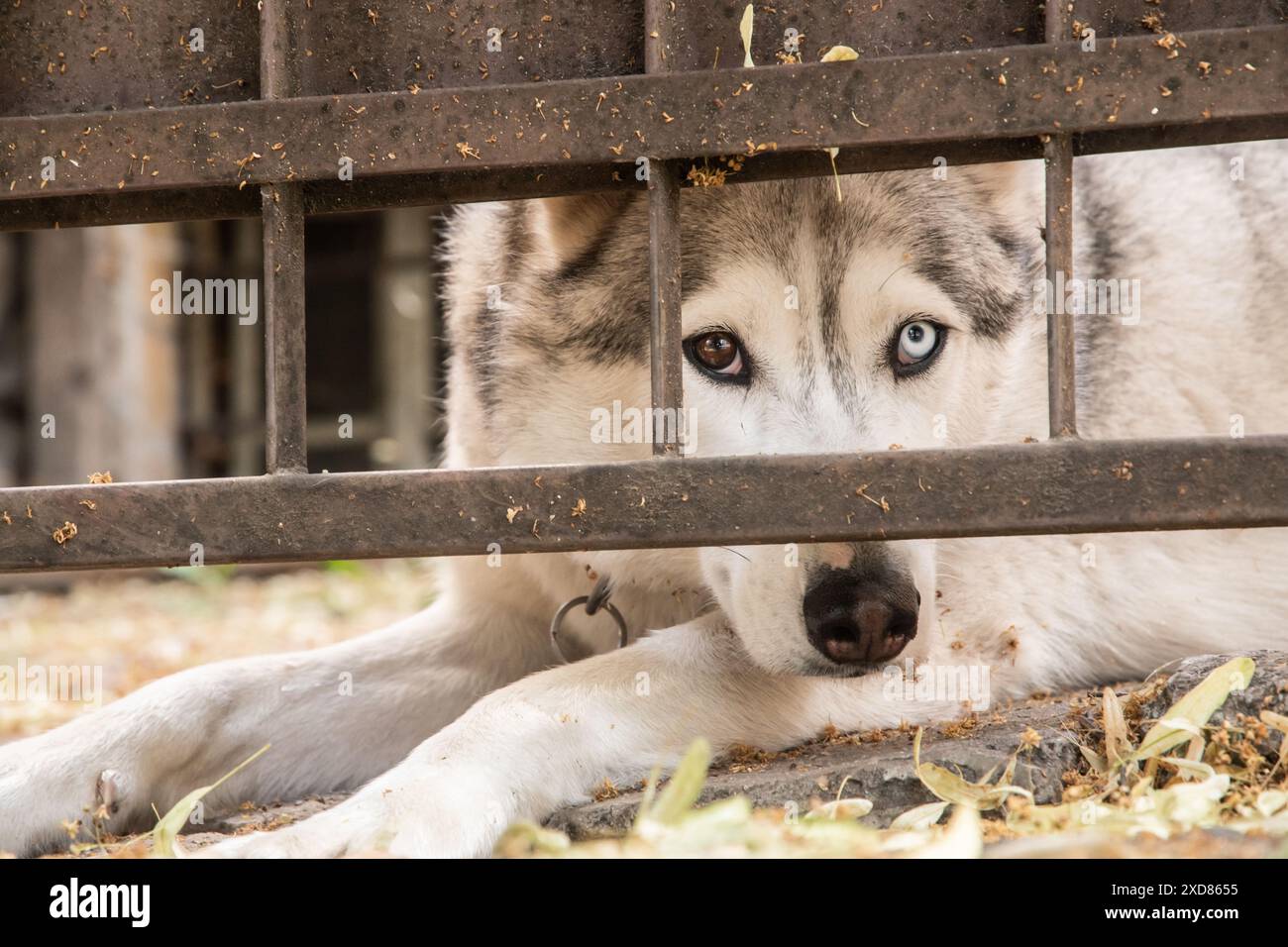 Chien Husky sibérien regardant sous la porte de garage en gros plan sur la chaude journée d'été Banque D'Images