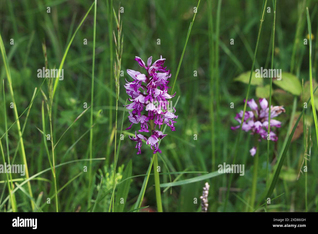 Orcis Militaris est une orchidée pourpre dans un pré. Espèces rares en voie de disparition. Banque D'Images