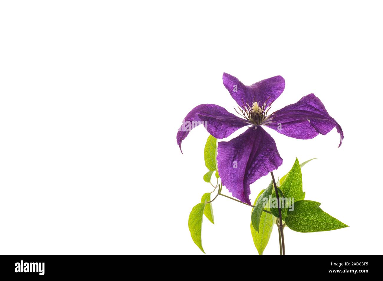 branche de clématite violette en fleurs, isolée sur fond blanc. Banque D'Images