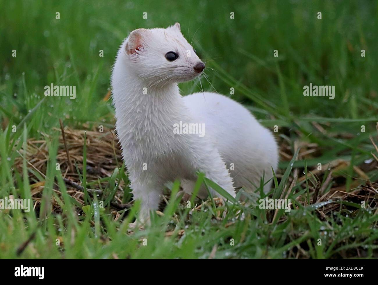 Gros plan d'un Stoat européen (Mustela erminea) en manteau d'hiver. Banque D'Images