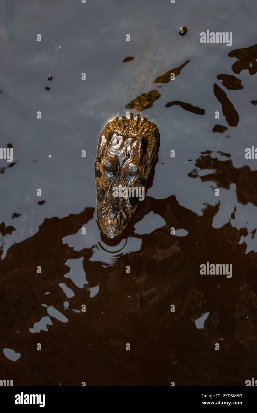 Caïman noir dans un lagon Banque D'Images