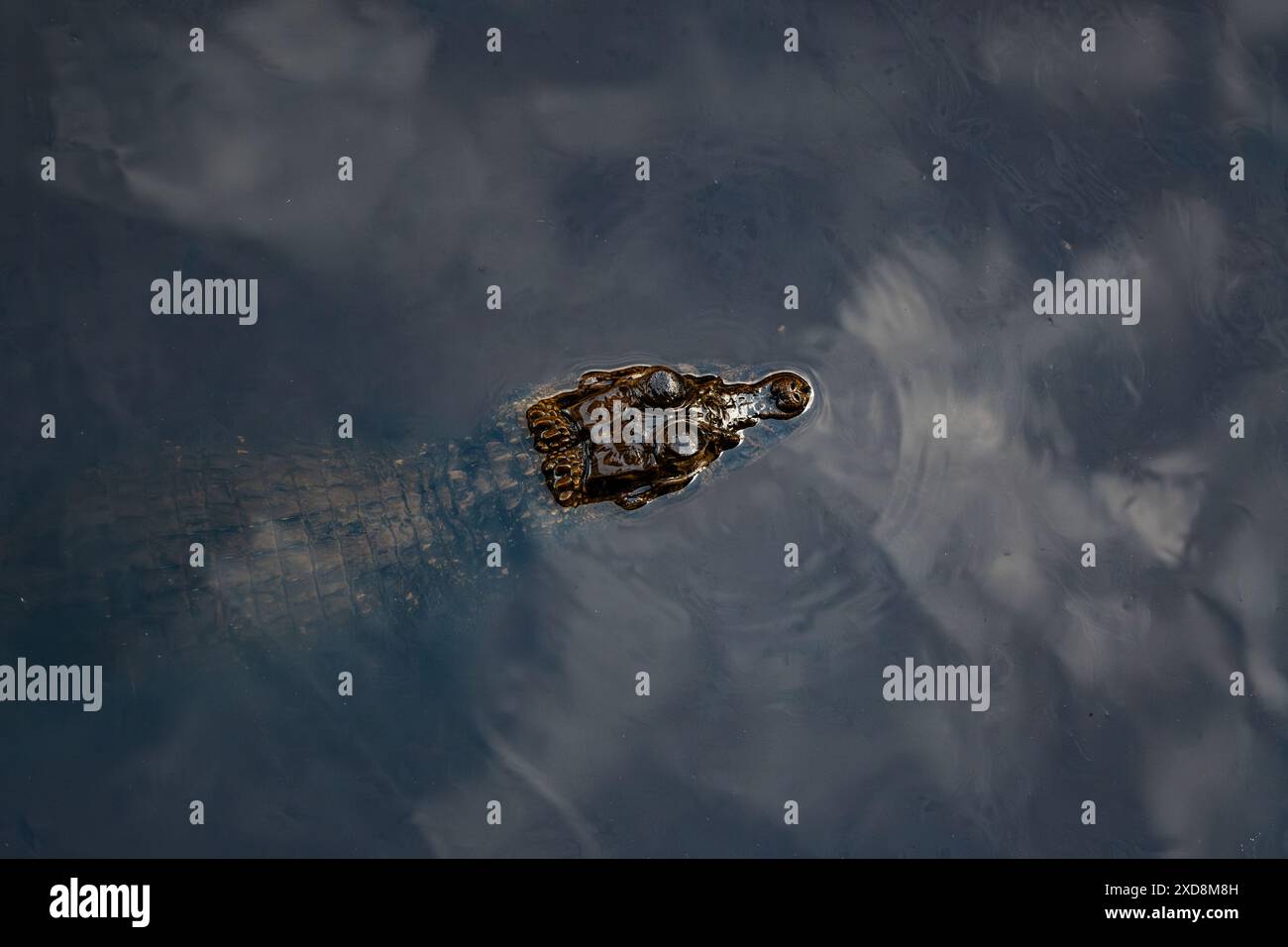 Caïman noir dans un lagon Banque D'Images