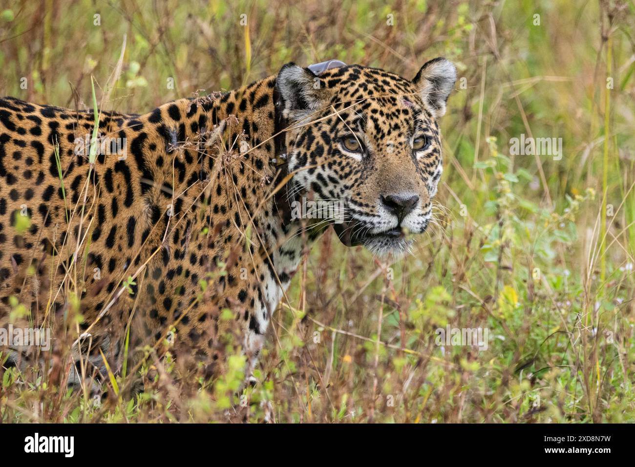 Jaguar (Panthera ONCA) portant un collier de suivi GPS dans le Pantanal Banque D'Images