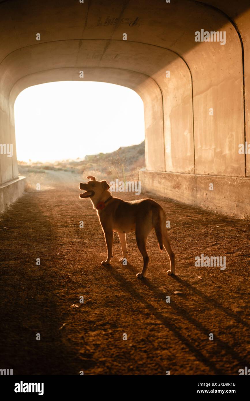 Chien de sauvetage debout dans l'entrée du tunnel ensoleillée au coucher du soleil Banque D'Images Chien de sauvetage debout dans l'entrée du tunnel ensoleillée au coucher du soleil Banque D'Images