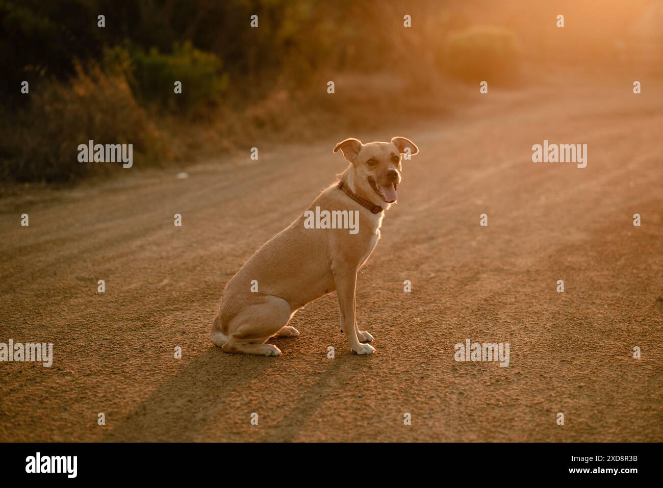 chien heureux assis au coucher du soleil Banque D'Images chien heureux assis au coucher du soleil Banque D'Images